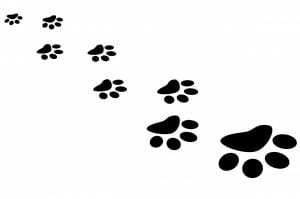 puppy pawprints