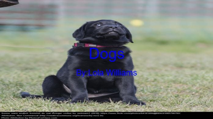 Dogs title slide