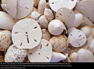 sand dollars and seashells