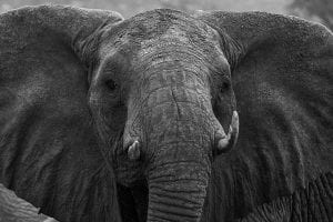 elephant with tusks
